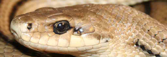 Reptimania