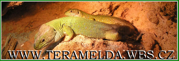 TeraMelda