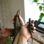 roční a jednodenní mládě