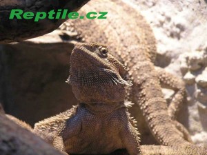 Pogona vitticeps